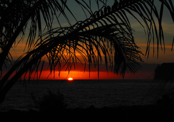 英语单词tree什么意思