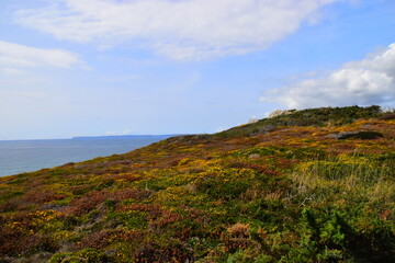 英语单词tree什么意思