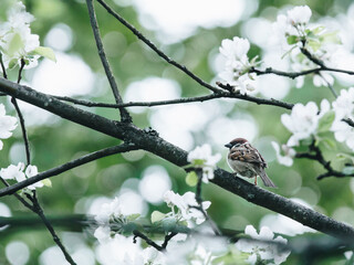 体育与健康的基础知识20个