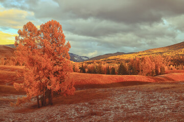 tina作为人名怎么读